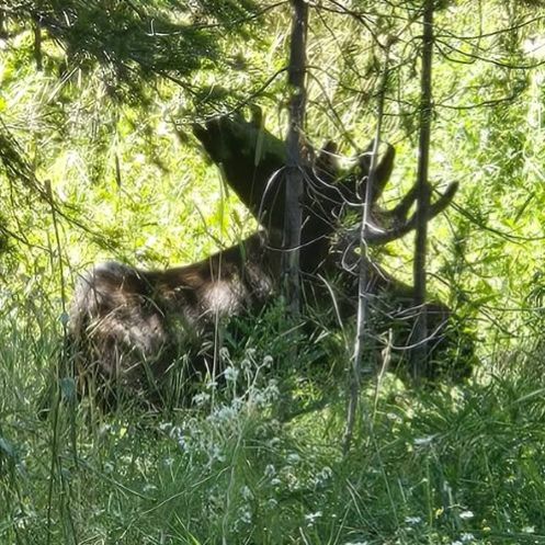Island Park moose visitor.jpg